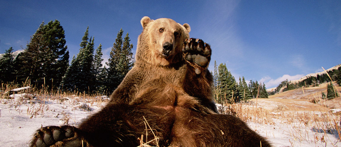 le-livre-de-la-jungle-dix-preuves-que-les-ours-peuvent-etre-aussi-gentils-que-baloo-gifs